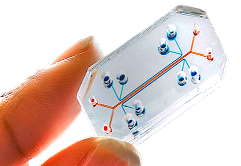 Wyss institute, lung on a chip, organ on a chip